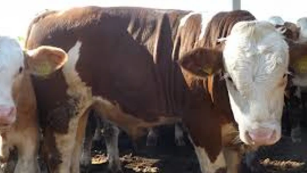 Besilik Erkek Sığır Desteği İçin Başvurular Başlıyor