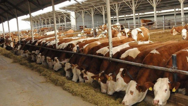 Besilik Hayvan İthalatı Başvuruları 26 Ocak'ta Başlıyor