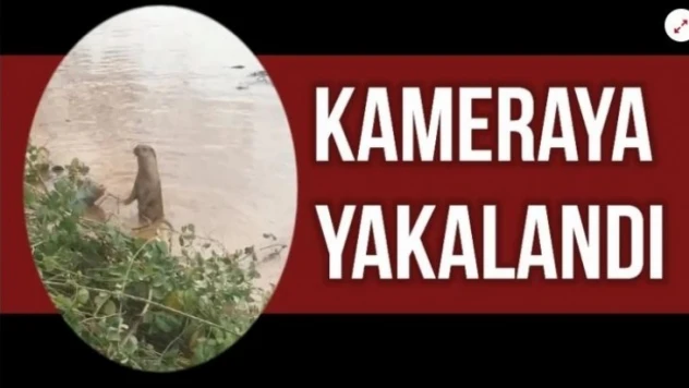 Bir anda ortaya çıktı