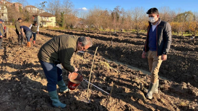 Deneme bahçesinde fındık fidanları toprakla buluştu