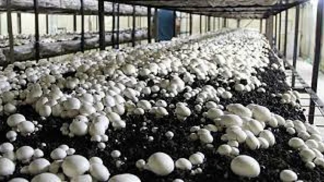 Genç çiftçiler dikkat! Başvurular başladı