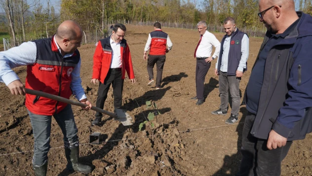 Genç Çiftçiye Devlet Desteğiyle Fındık Bahçesi Kuruldu