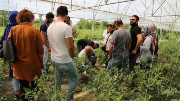 Kursiyerlere domates serasında eğitim
