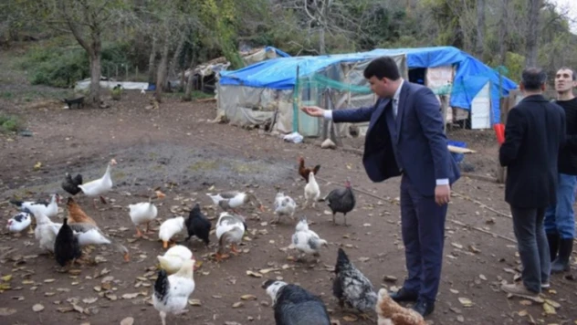 Kaymakam buzağıları sevdi, tavukları yemledi