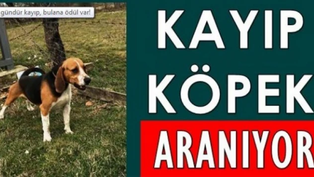 20 GÜNDÜR KAYIP