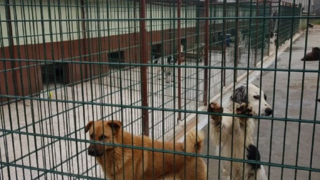 Belediyeden 493 sahipsiz hayvana tıbbi müdahale Haber merkezi