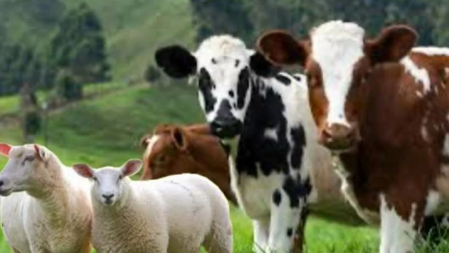 Hayvancılık Desteklerinde Son Gün 1 Aralık