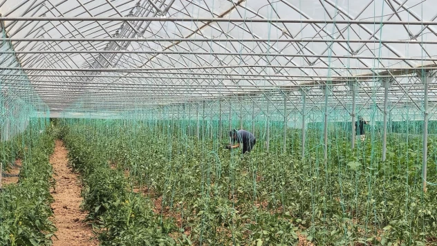 İlk mahsuller yerinde incelendi
