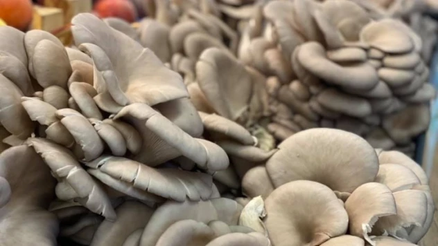 İstiridye mantarı marketlerde yerini aldı