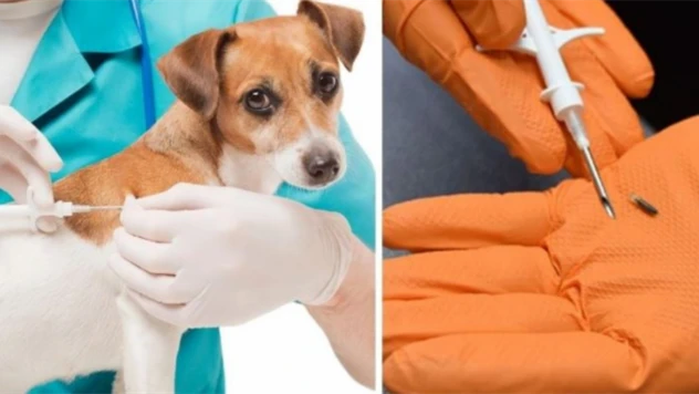 Mikroçip İçin Son Tarih 31 Aralık 2025