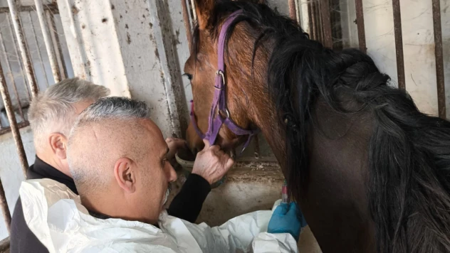 Safkan İngiliz Kısrağın Sağlık Kontrolleri Yapıldı