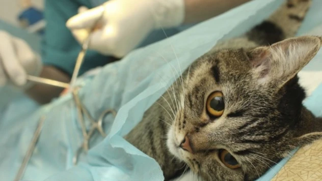 Sahipsiz Kedilere Ücretsiz Kısırlaştırma Hizmeti Yeniden Başladı