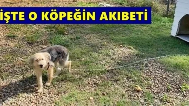 Sopayla dövülen köpeğin akıbeti