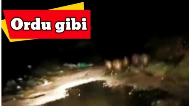 Vahşi doğada safari gibi Arabanın önüne çıktılar!