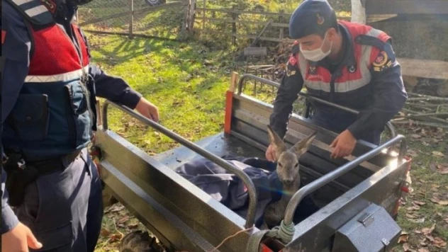 Yaralı karacaya Jandarma şefkati
