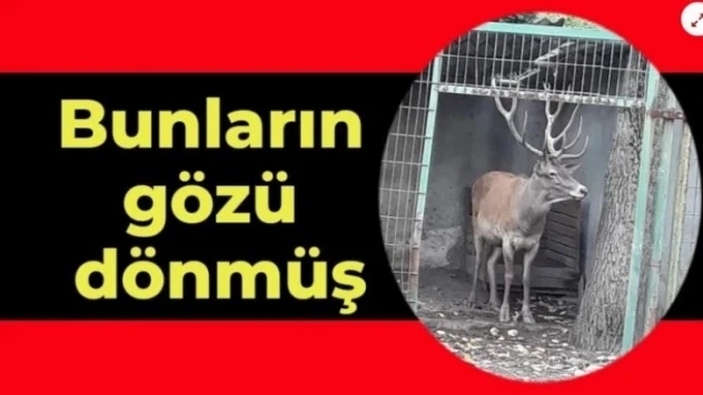 Yatacak yeriniz yok, yazıklar olsun
