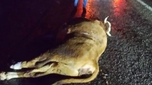 Yola Çıkan Büyükbaş Hayvana Çarptı