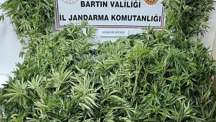 Amasra'da 156 Kök Kenevir ele geçirildi