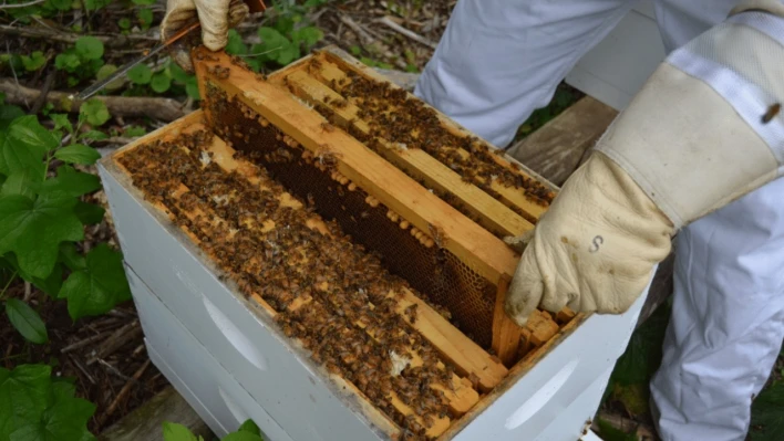 Arılı Kovan Destekleme Başvuruları 14 Kasım'a Uzatıldı
