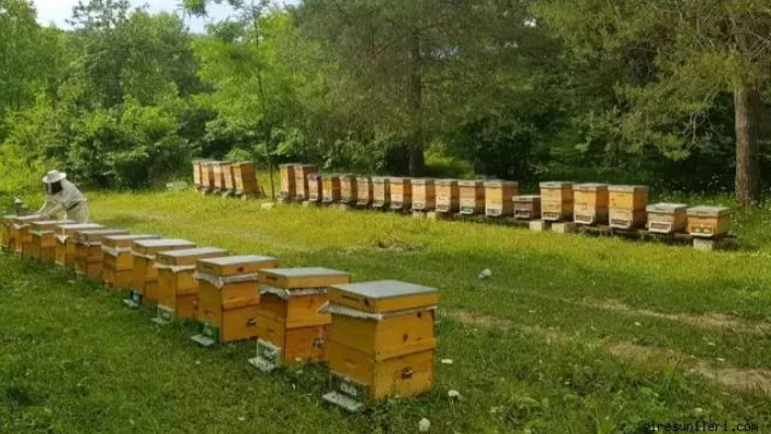 Arılı Kovan Desteklemeleri İçin Başvurular Bugün Son