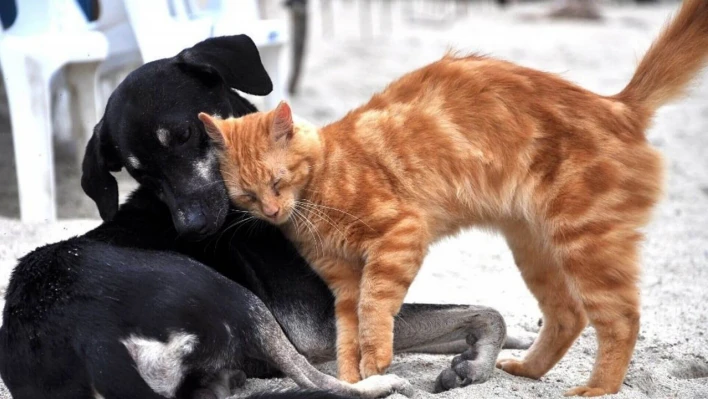 Bartın'da 3221 Kedi ve 6891 Köpek Mikroçip ile Kimliklendirildi