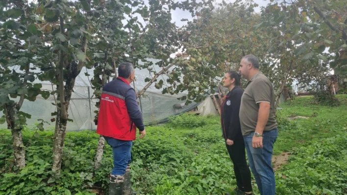 Bartın'da Fındıkta Verim ve Kalite İçin Eğitim Seferberliği