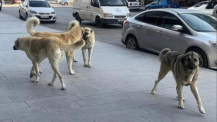 Bartın'da sahipsiz köpekler için cezai yaptırımlar başlayacak