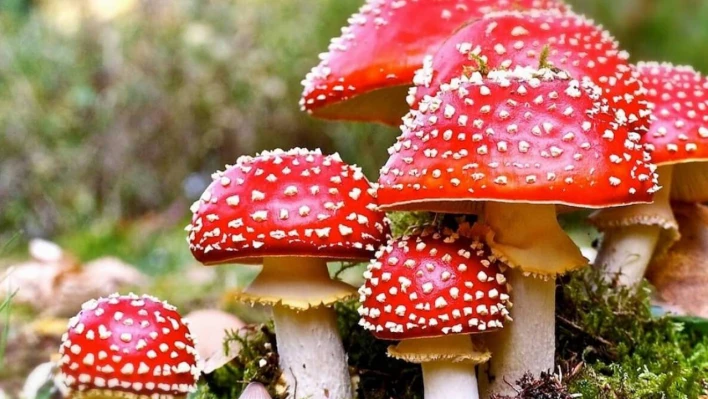 Doğada Yetişen Her Mantar Masum Değil!