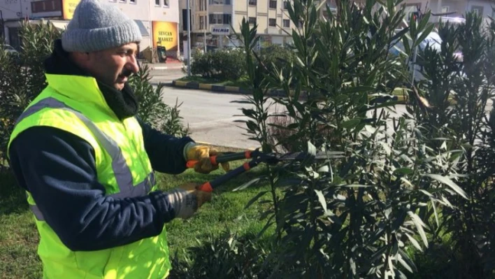 Yeşil alanlardaki ağaçlar budanıyor