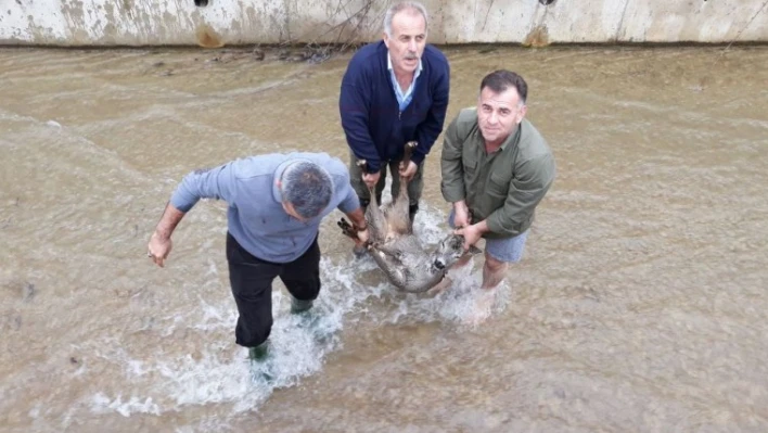 Su kanalına düşen karaca kurtarıldı