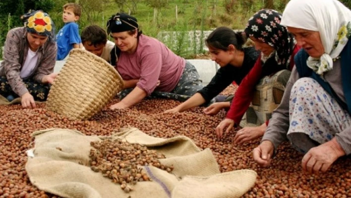 Fındık alım fiyatı açıkladı: Kilosu 14 TL