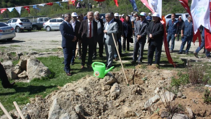 Bartın'ın İlk Kestane Bahçesi Amasra'da