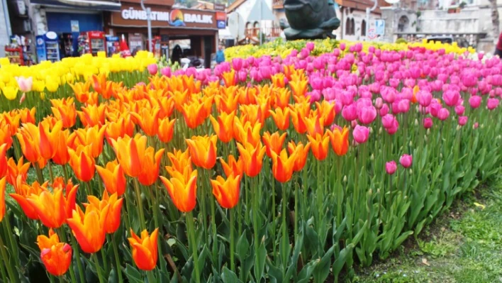 Amasra'da lale devri
