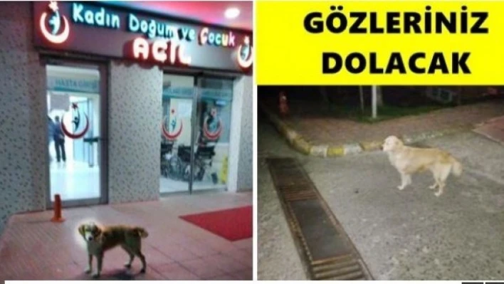 Hastane kapısında böyle vefa görülmedi