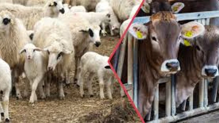 Hayvancılık Destek Başvuruları Başladı