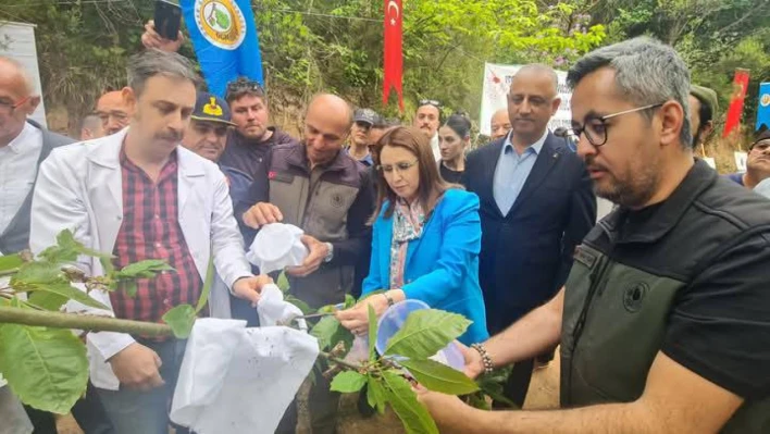 Kestane ormanlarına 6 bin adet Torymus Sinensis salındı