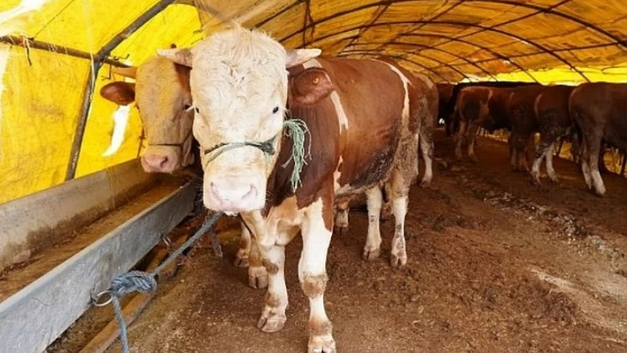 Kurban kesim izni için başvurular yarın sona erecek