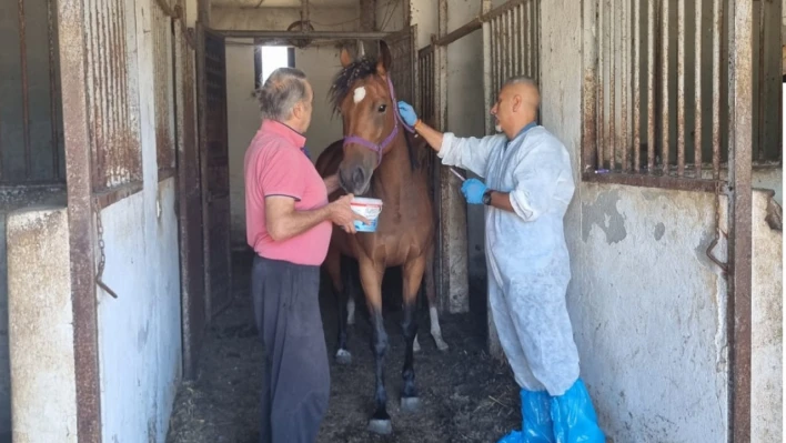 Safkan İngiliz Kısrağı Veteriner Kontrolünden Geçti