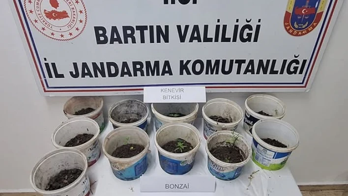 Saksıda kenevir yetiştiren iki şüpheli yakalandı