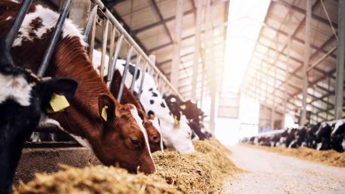 Şap (SAT1) Salgını Kontrol Altında