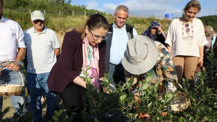 Vali, yaban mersini hasat etti