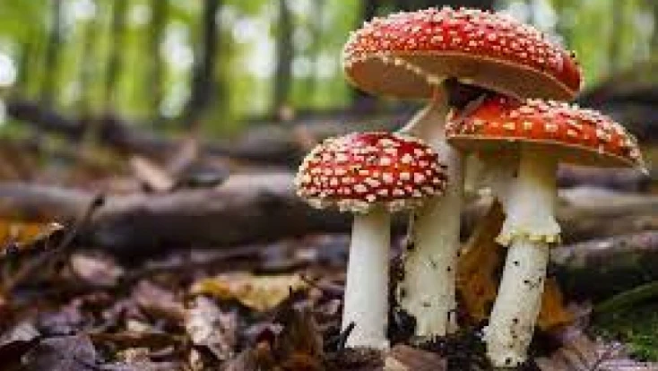Doğada Yetişen Her Mantar Masum Değil!