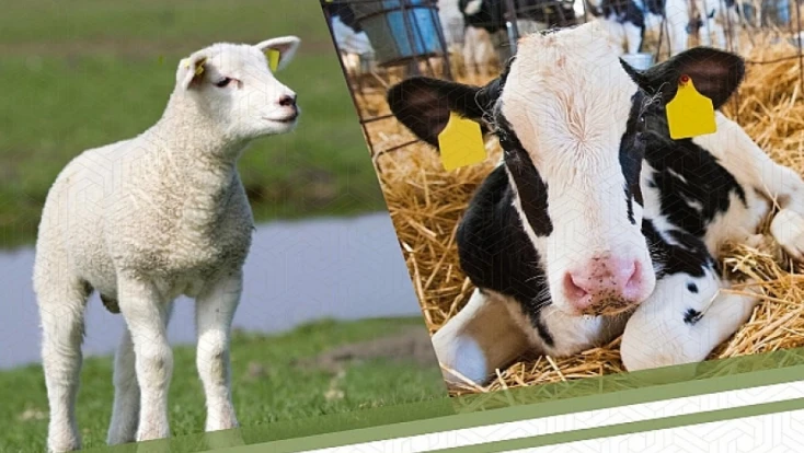 Hayvancılık Desteklemeleri Askıya Çıktı