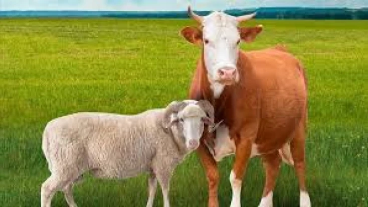 Hayvancılık Desteklerinde Son Gün 1 Aralık