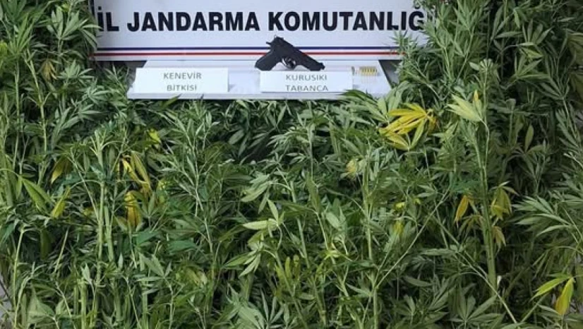 Amasra'da Kenevir Operasyonu