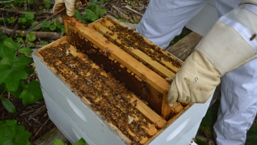 Arılı Kovan Destekleme Başvuruları 14 Kasım'a Uzatıldı