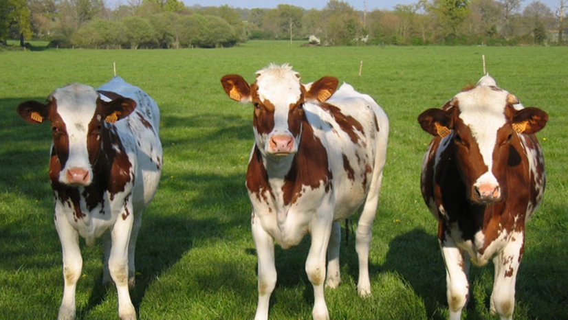 Bartın'da Aile İşletmelerine Düve Desteği