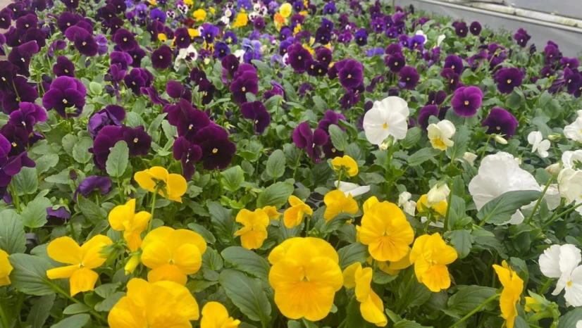 Bartın'ın Çiçekleri Belediye Seralarından