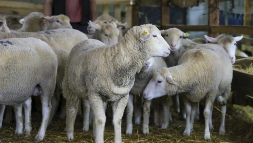 Hayvancılık Desteklemeleri Askıya Çıktı