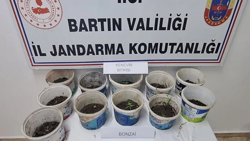 Saksıda kenevir yetiştiren iki şüpheli yakalandı